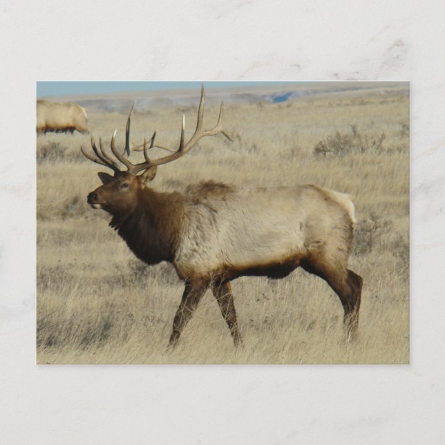 E55 Bull Elk Big Bull Postkarte (Vorderseite)