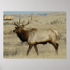E55 Bull Elk Poster