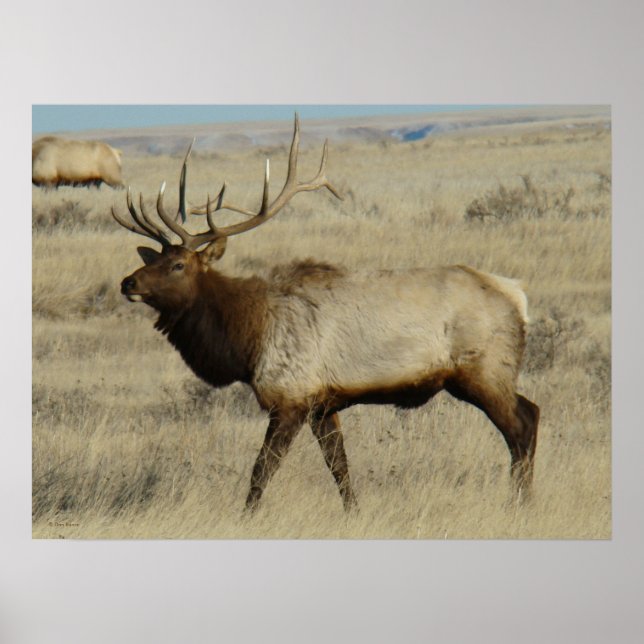 E55 Bull Elk Poster (Vorne)