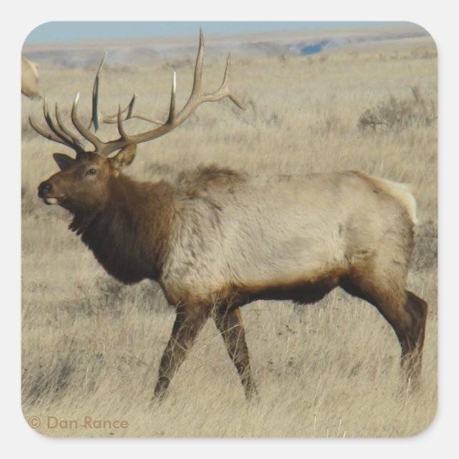 E55 Bull Elk Quadratischer Aufkleber (Vorderseite)