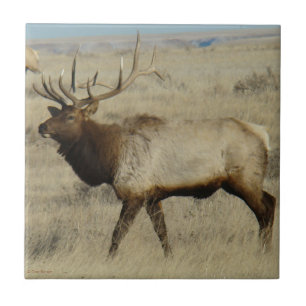 E55 Stier Elche Fliese