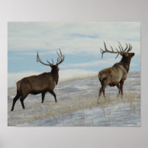 E57 Bull Elk Lucky 13
