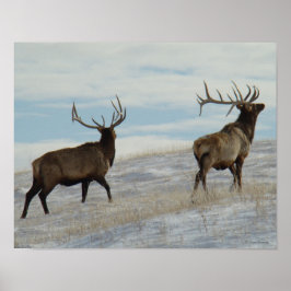 E57 Bull Elk Lucky 13 Poster