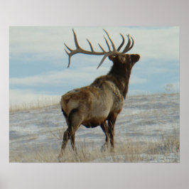E58 Bull Elk Lucky 13 Bull Poster