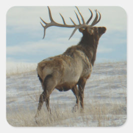 E58 Bull Elk Lucky 13 Bull Quadratischer Aufkleber