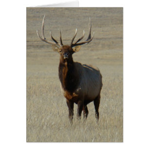 E59 Bull-Elch