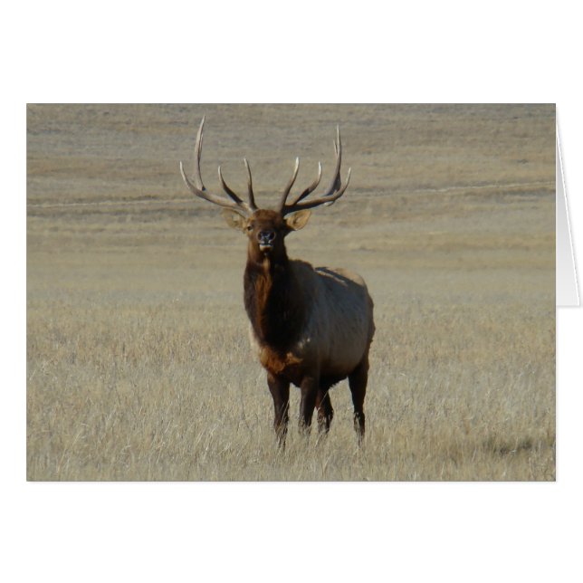 E59 Bull Elk (Vorderseite (Horizontal))