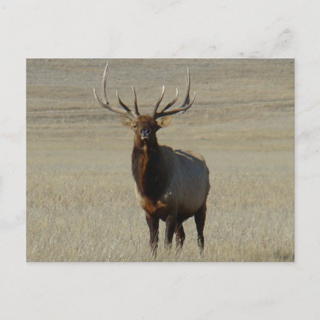 E59 Bull Elk Big Bull Postkarte (Vorderseite)