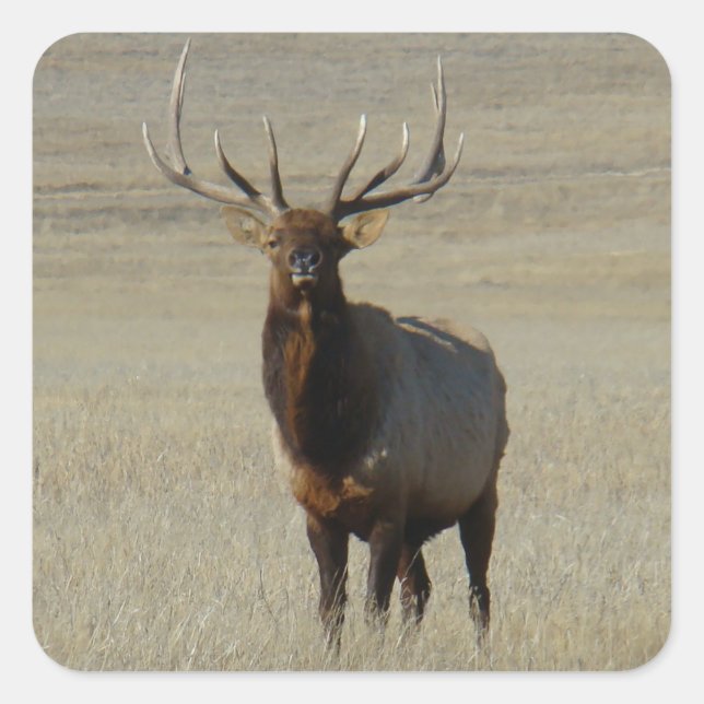 E59 Bull Elk Huge Bull Quadratischer Aufkleber (Vorderseite)