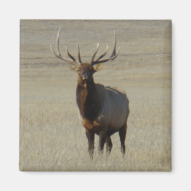 E59 Bull Elk Magnet (Vorne)