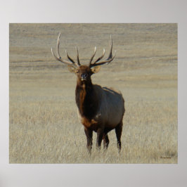E59 Bull Elk Poster