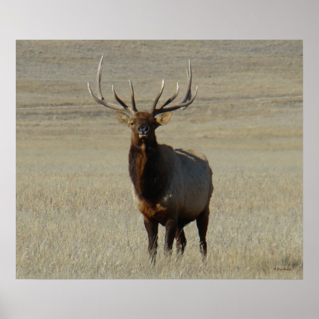 E59 Bull Elk Poster (Vorne)