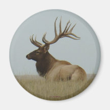 E5 Bull Elk Big Bull