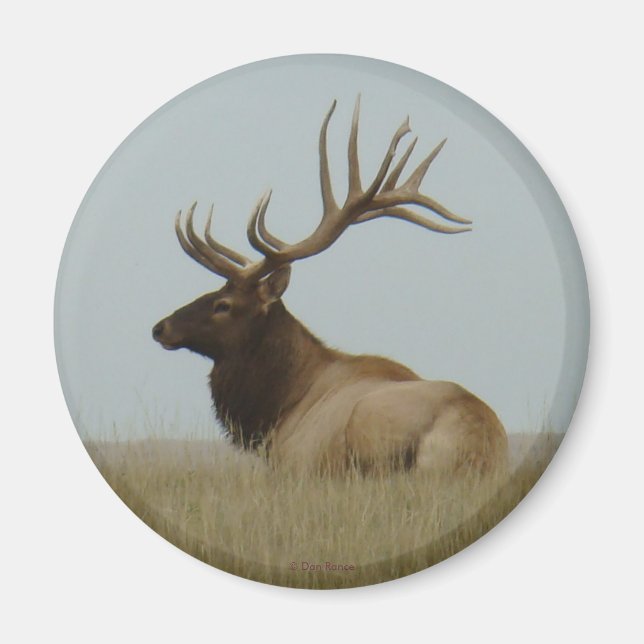 E5 Bull Elk Big Bull Magnet (Vorne)