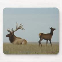 E5 Bull Elk und Yearling