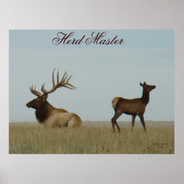 E5 Bull Elk und Yearling Poster