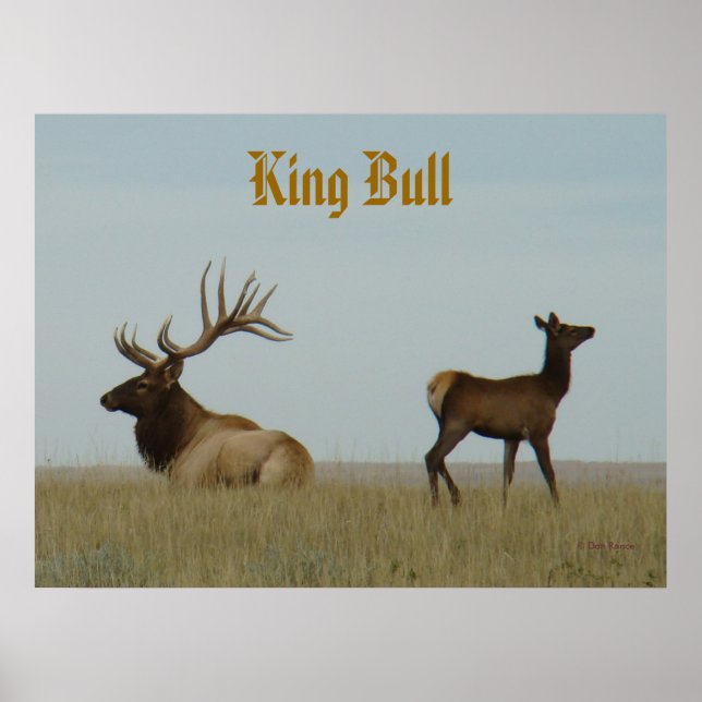E5 Bull Elk und Yearling Poster (Vorne)