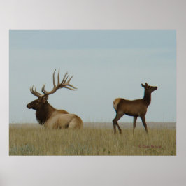 E5 Bull Elk und Yearling Poster