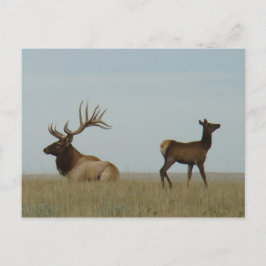 E5 Bull Elk und Yearling Postkarte