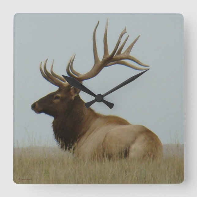 E5a Stier Elche enormer Stier Quadratische Wanduhr (Vorderseite)
