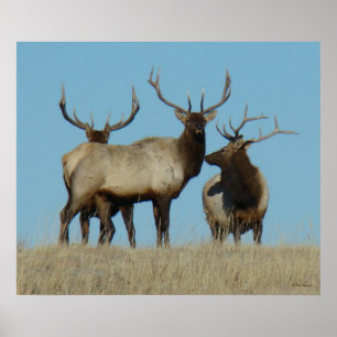 E60 Bull-Elch vor dem Himmel Poster