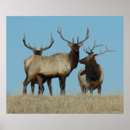 E60 Bull Elk Sky Lined Poster