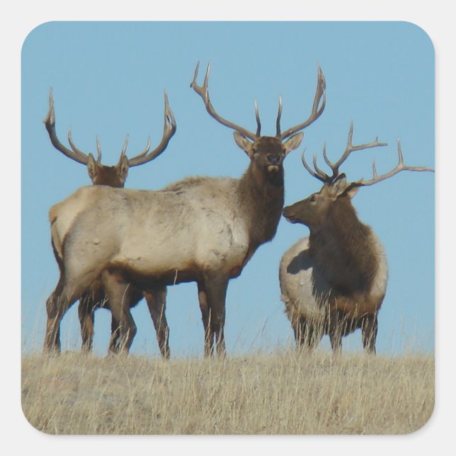E60 Bull Elk Sky Lined Quadratischer Aufkleber (Vorderseite)