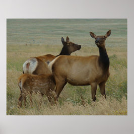 E61 Kuhweih und -kalb Poster