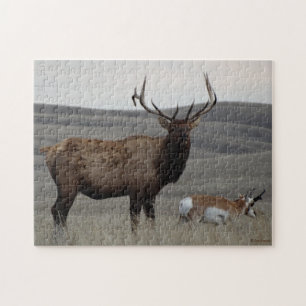 E63 Bull-Elch und Gabelbock-Antilope