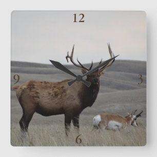 E63 Bull-Elch und Gabelbock-Antilope Quadratische Wanduhr