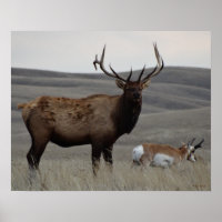 E63 Bull Elk and Pronghorn Antelope