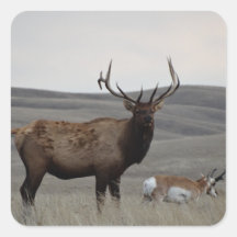 E63 Bull Elk and Pronghorn Antelope