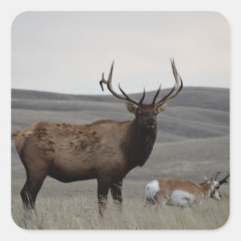 E63 Bull Elk and Pronghorn Antelope Quadratischer Aufkleber