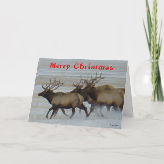 E64 Bull-Elch läuft Weihnachtskarte Dankeskarte