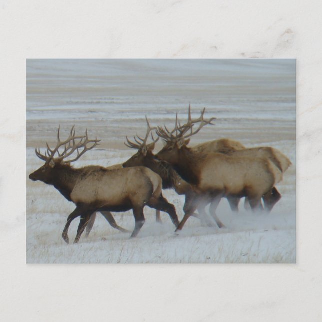E64 Bull Elk Postkarte (Vorderseite)