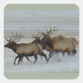 E64 Bull Elk Running Quadratischer Aufkleber
