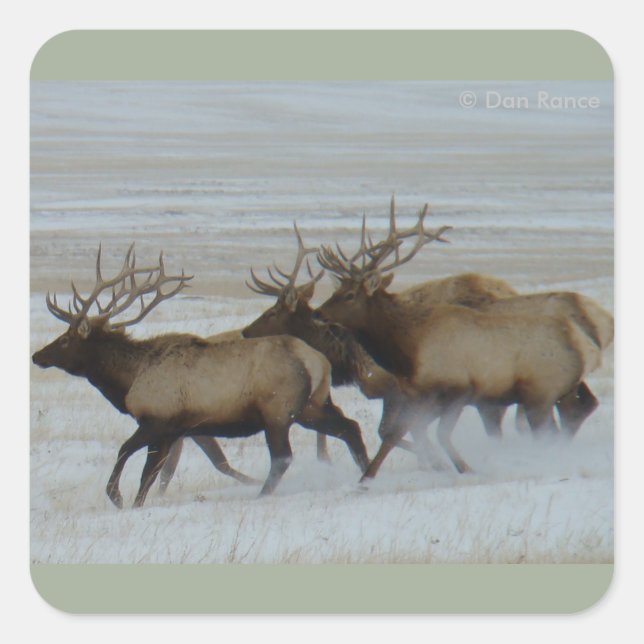 E64 Bull Elk Running Quadratischer Aufkleber (Vorderseite)