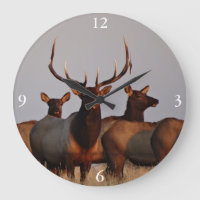 E66 Bull Elk and Cows