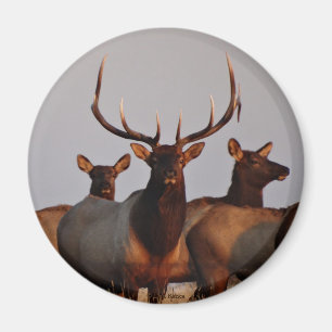 E66 Bull Elk and Cows Magnet