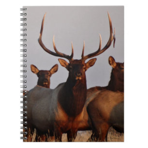 E66 Bull Elk and Cows Notizblock