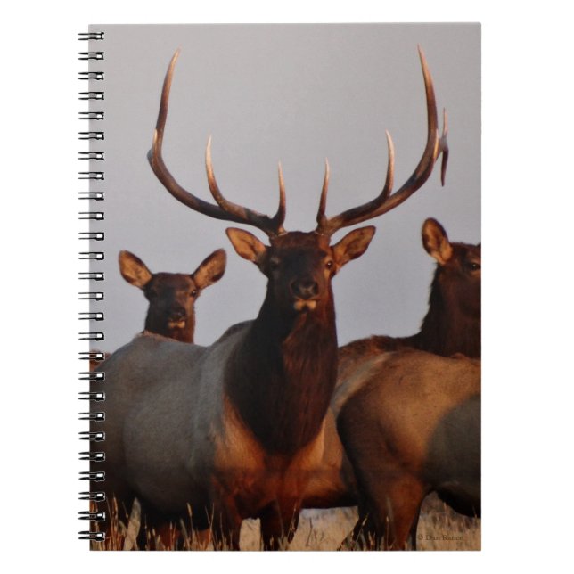 E66 Bull Elk and Cows Notizblock (Vorderseite)