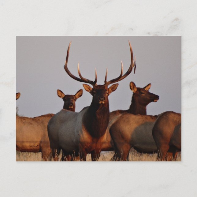 E66 Bull Elk and Cows Postkarte (Vorderseite)