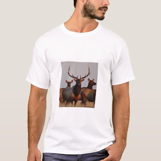 E66 Bull Elk and Cows T-Shirt (Vorderseite)