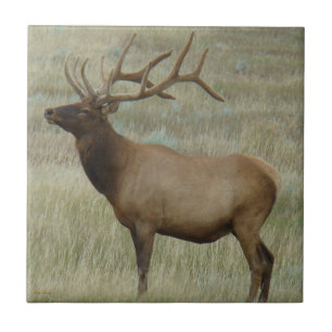 E8 Bull-Elch in Samt Fliese