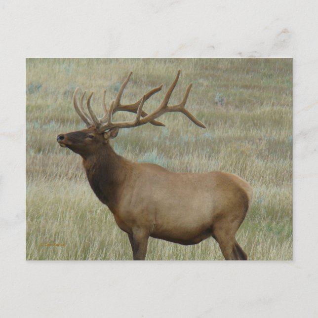 E8 Bullenelch in Velvet Postkarte (Vorderseite)