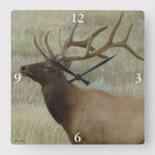 E9 Bull Elk in Samt Kopf und Schultern Quadratische Wanduhr