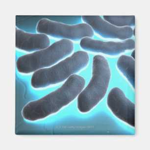 E-Coli-Zellen Magnet