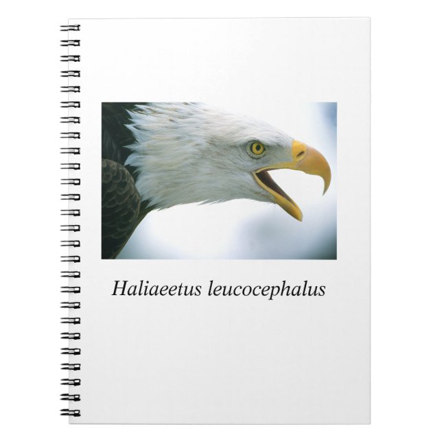 Eagle#1 Notizblock (Vorderseite)