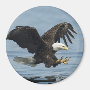 Eagle auf Annäherung Magnet