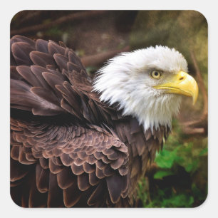 Eagle-Aufkleber Quadratischer Aufkleber